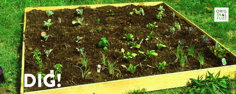 DIG! Inner-City Gardening and the Future of Food Sustainability